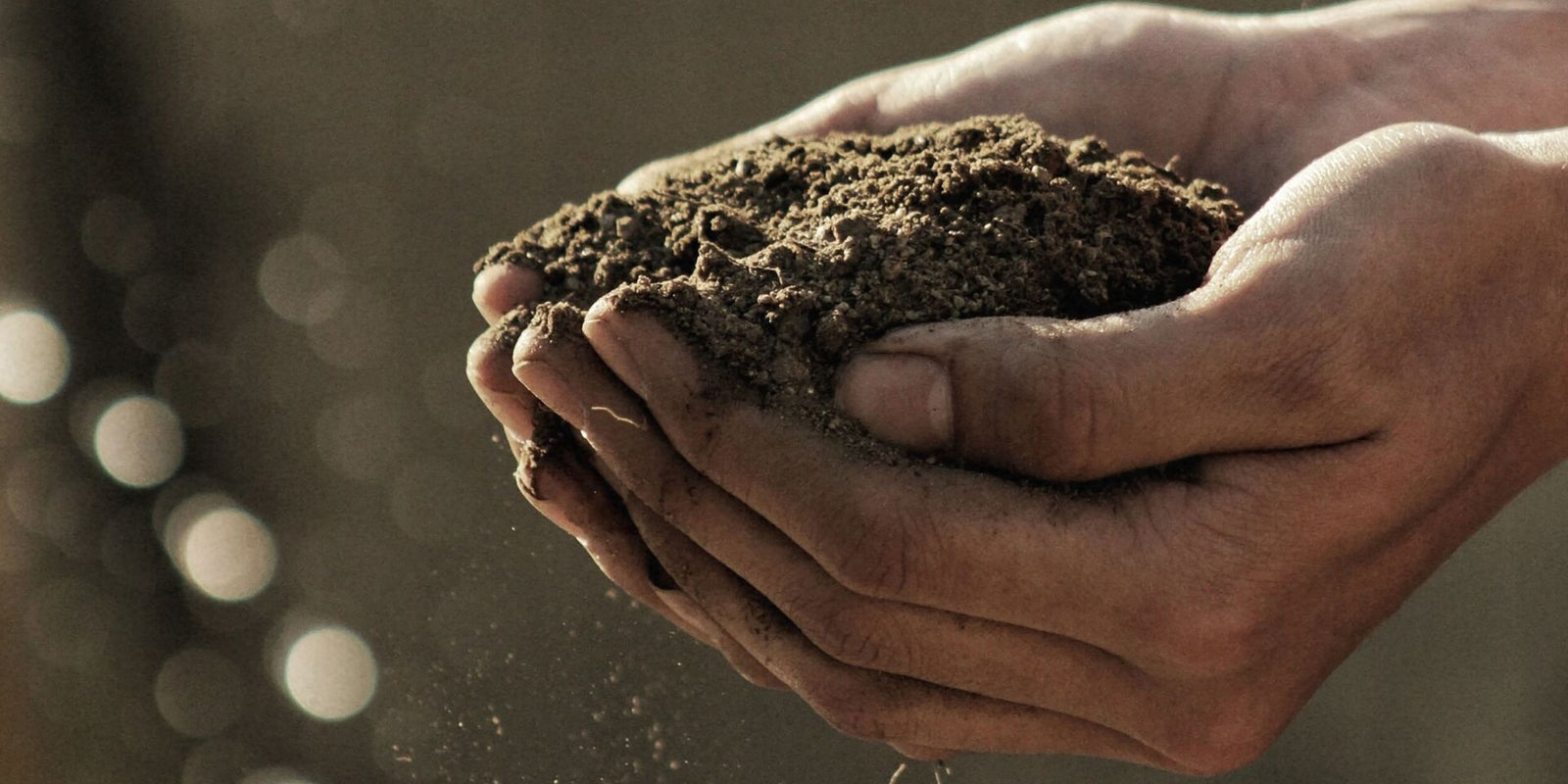 Understanding Carbon Offsets and Their Importance