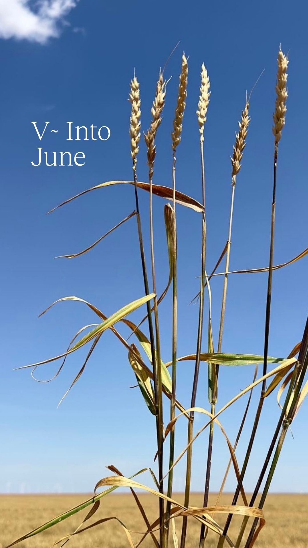V~Into June 2026: What It Means To Show Up