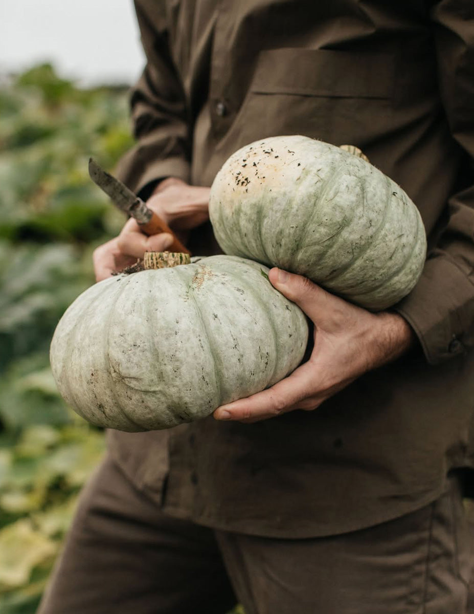 V~Into: November 2025