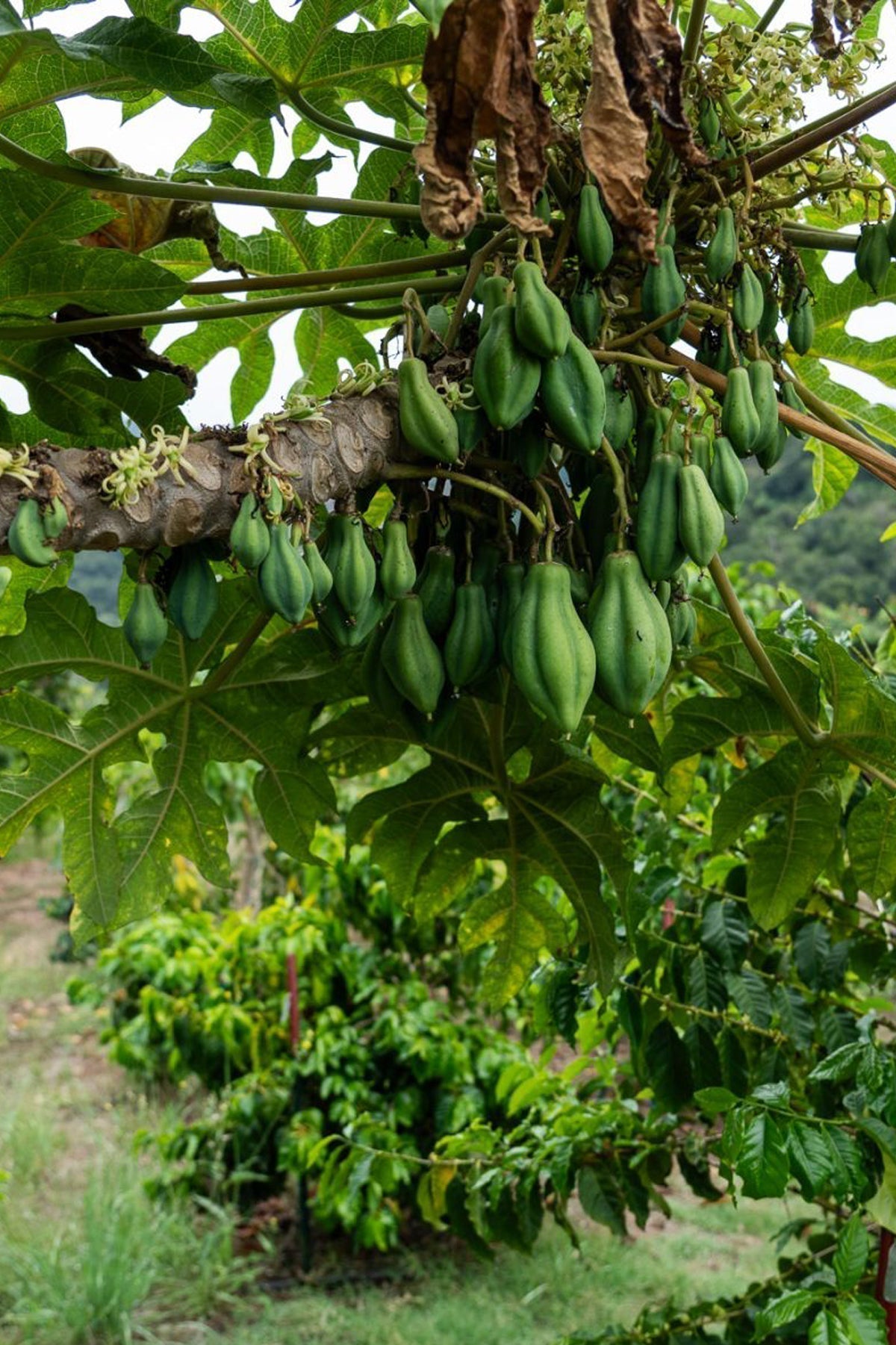 A Stronger Alliance: Alley Cropping for Biodiversity