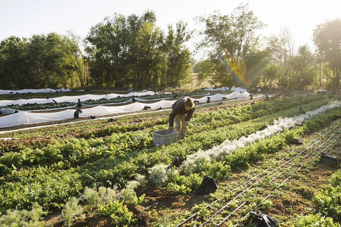 V~Into: February 2026