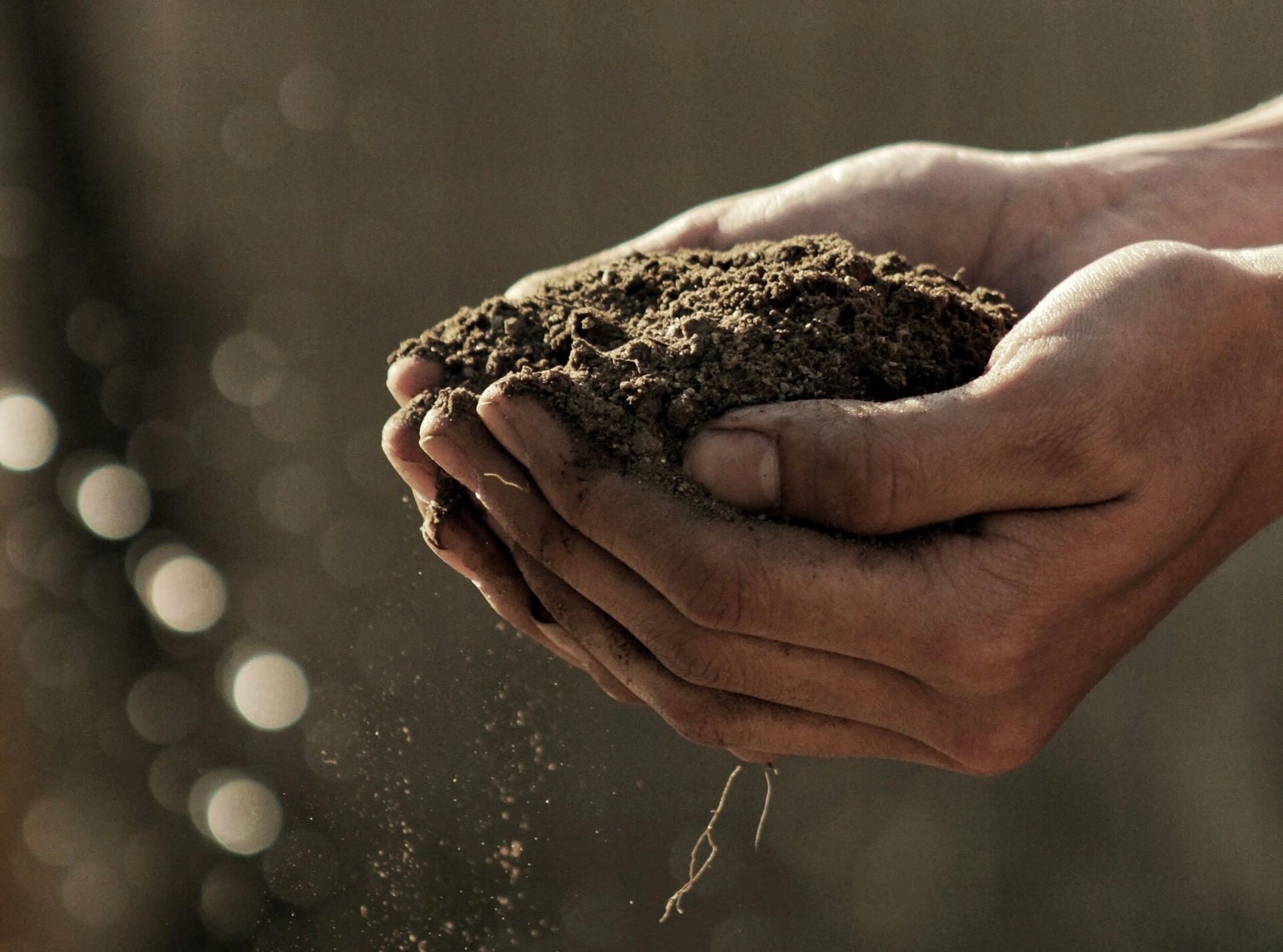 Person holding soil in hand